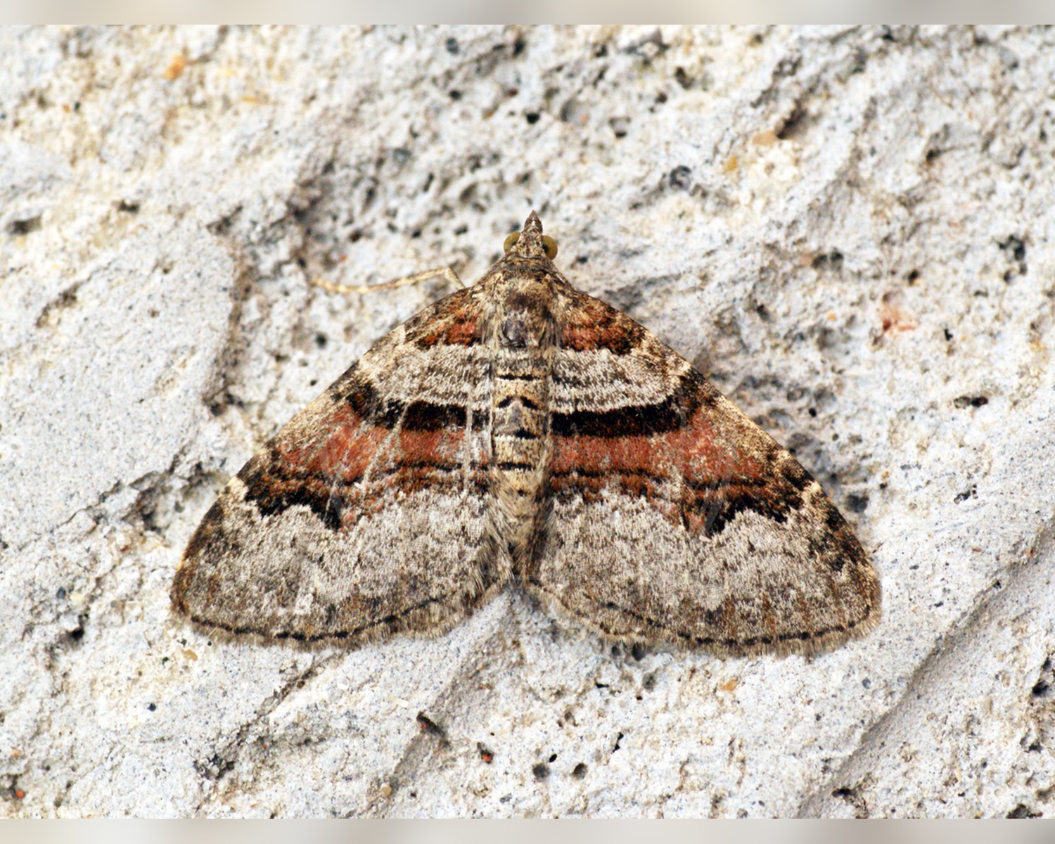 Her ses et billede af arten Sortkantet Bladmåler (Xanthorhoe designata). Fotoet er taget af Ben Sale og hentet fra Wikimedia Commons (CC BY 2.0).