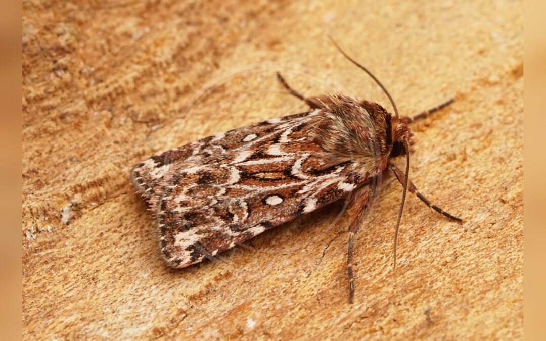 Spættet Lyngugle – Lycophotia porphyrea