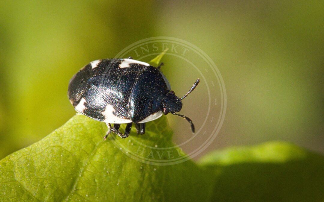 Her ses et billede af arten Spættet Tornben (Tritomegas bicolor). Fotoet er taget af hedera.baltica og hentet fra Wikimedia Commons (CC BY-SA 2.0).