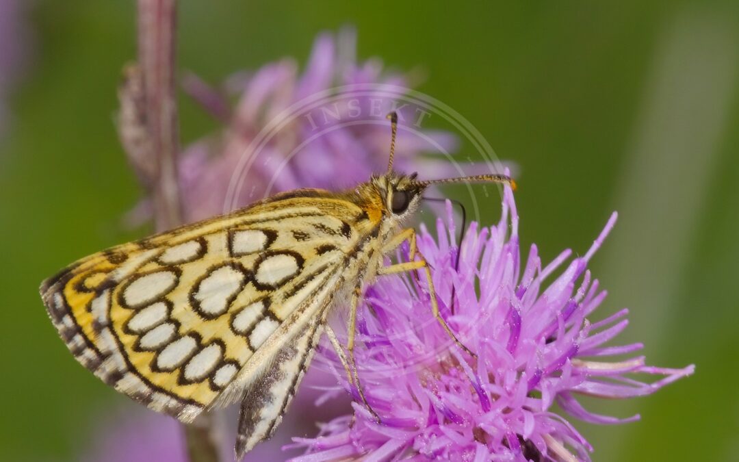 Her ses et billede af en hun af arten Spejlbredpande (Heteropterus morpheus). Fotoet er taget af Andreas Eichler og hentet fra Wikimedia Commons (CC BY-SA 4.0).