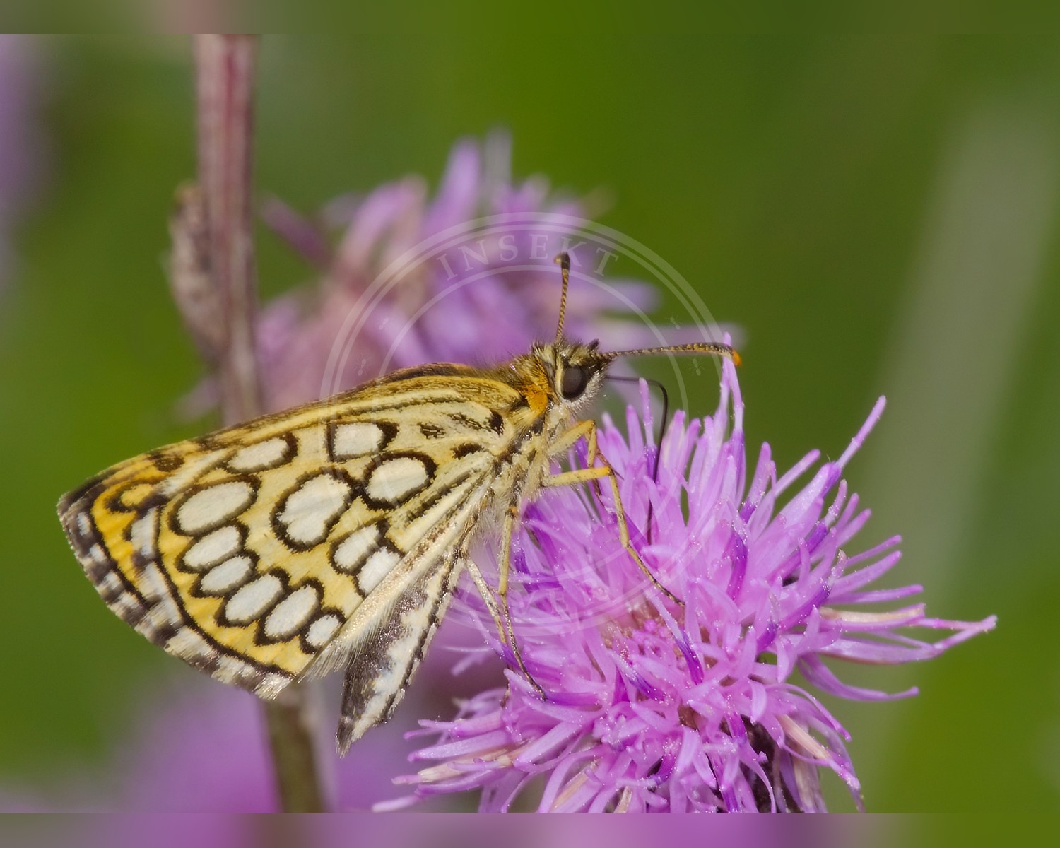 Her ses et billede af en hun af arten Spejlbredpande (Heteropterus morpheus). Fotoet er taget af Andreas Eichler og hentet fra Wikimedia Commons (CC BY-SA 4.0).