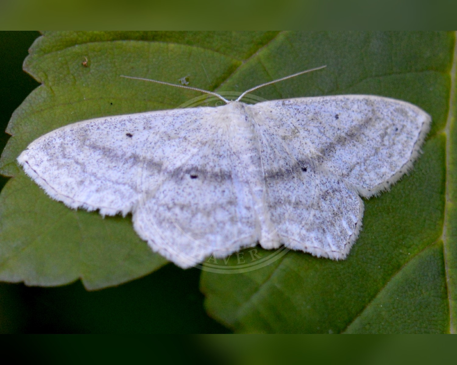 Her ses et billede af arten Spidshjørnet Duskmåler (Scopula nigropunctata). Fotoet er taget af Ragnar1904 og hentet fra Wikimedia Commons (CC BY-SA 4.0).
