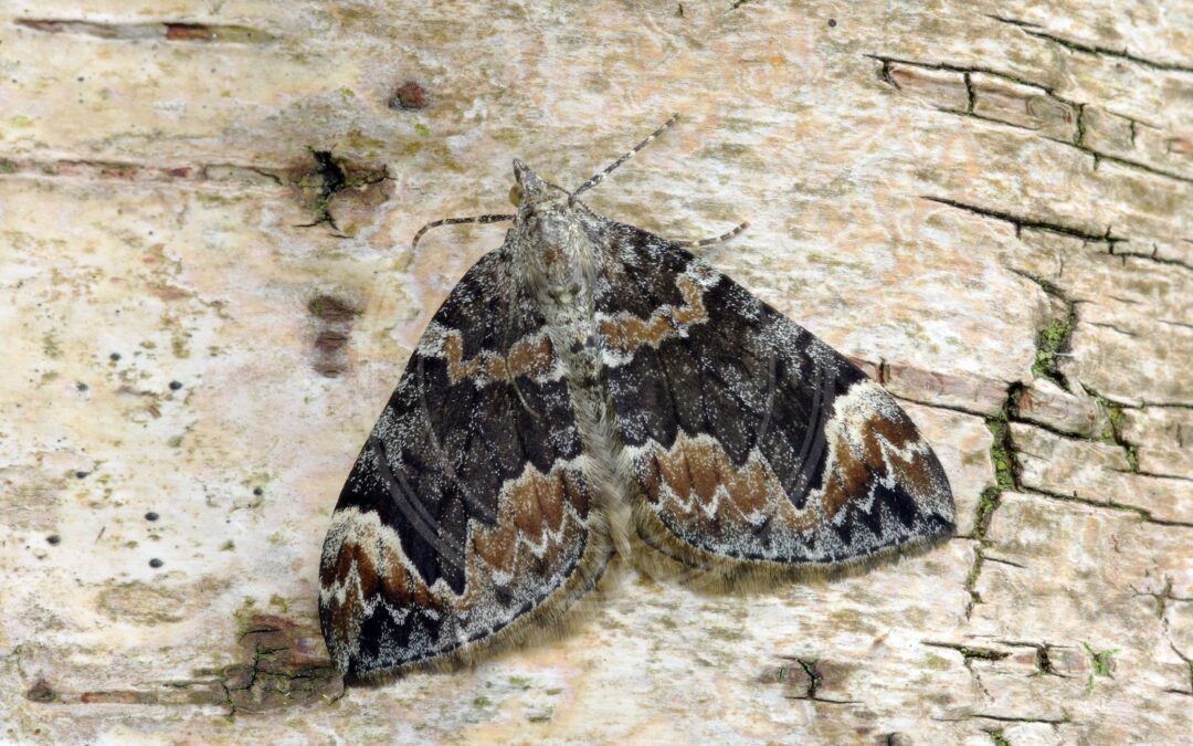 Her ses et billede af arten Spidsvinget Bladmåler (Dysstroma citrata). Fotoet er taget af Patrick Clement og hentet fra Wikimedia Commons (CC BY 2.0).