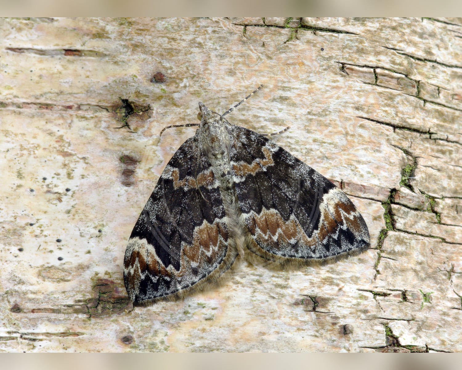 Her ses et billede af arten Spidsvinget Bladmåler (Dysstroma citrata). Fotoet er taget af Patrick Clement og hentet fra Wikimedia Commons (CC BY 2.0).