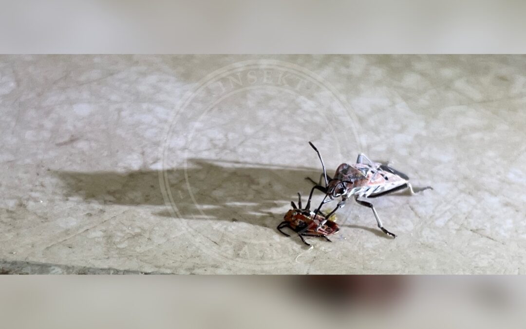 Her ses et billede af arten Spilostethus pandurus. Fotoet er taget af Codingquark og hentet fra Wikimedia Commons (CC BY-SA 4.0).
