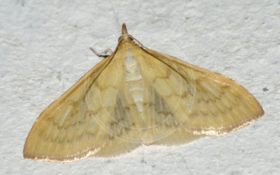 Spinkelt Skovenghalvmøl – Paratalanta pandalis