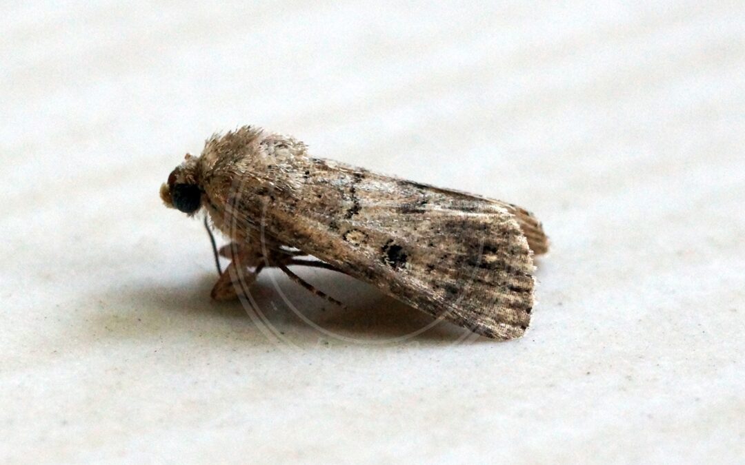 Her ses et billede af arten Spodoptera cilium. Fotoet er taget af Ben Sale og hentet fra Wikimedia Commons (CC BY 2.0).