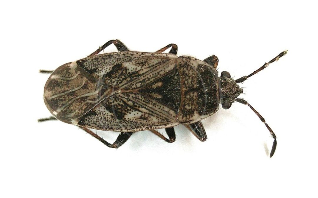 Her ses et billede af arten Spraglet Frøtæge (Sphragisticus nebulosus). Fotoet er taget af B. Schoenmakers (Waarneming.nl) og hentet fra Wikimedia Commons (CC BY 3.0).