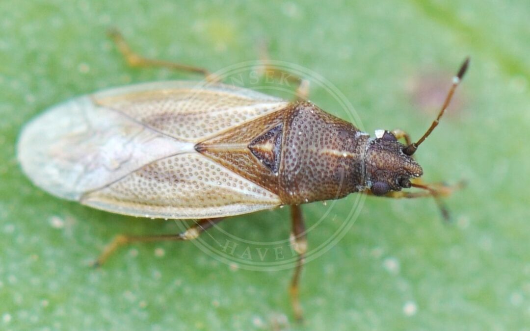 Her ses et billede af arten Starfrøtæge (Cymus glandicolor). Fotoet er taget af AfroBrazilian og hentet fra Wikimedia Commons (CC BY-SA 4.0).