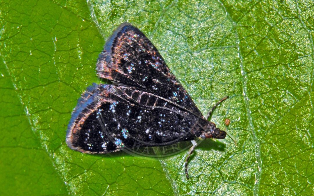 Her ses et billede af arten Stedmoderhalvmøl (Heliothela wulfeniana). Fotoet er taget af Hectonichus og hentet fra Wikimedia Commons (CC BY-SA 4.0).