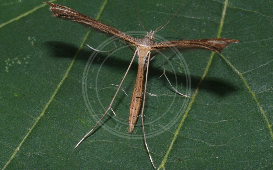 Her ses et billede af arten Stenoptilia pneumonanthes. Fotoet er taget af Ilia Ustyantsev og hentet fra Wikimedia Commons (CC BY-SA 2.0).