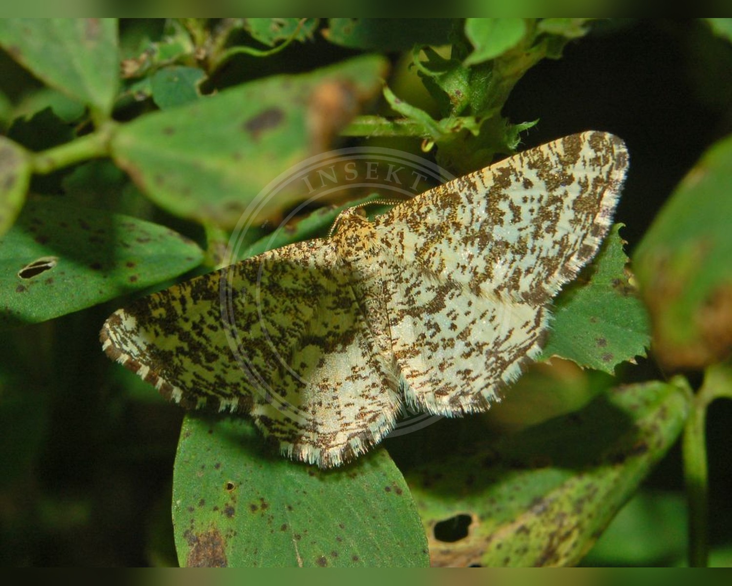 Her ses et billede af arten Steppemåler (Heliomata glarearia). Fotoet er taget af Hectonichus og hentet fra Wikimedia Commons (CC BY-SA 3.0).