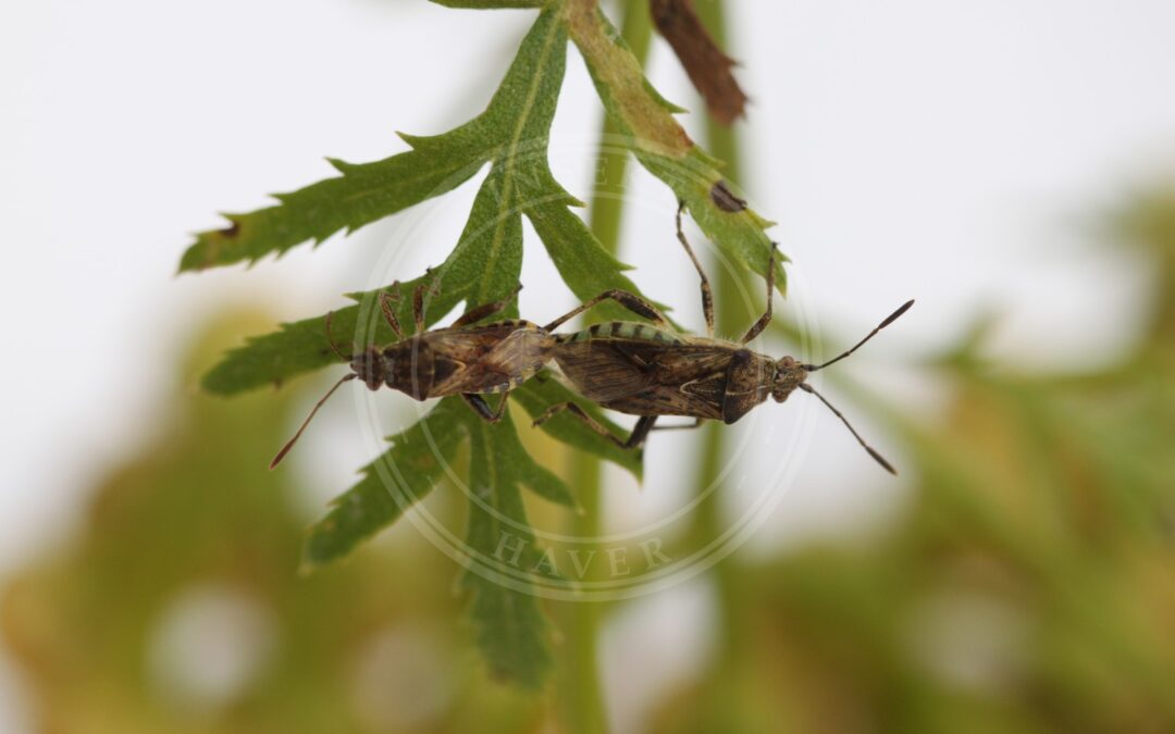Her ses et billede af arten Stictopleurus punctatonervosus. Fotoet er taget af Slimguy og hentet fra Wikimedia Commons (CC BY-SA 4.0).