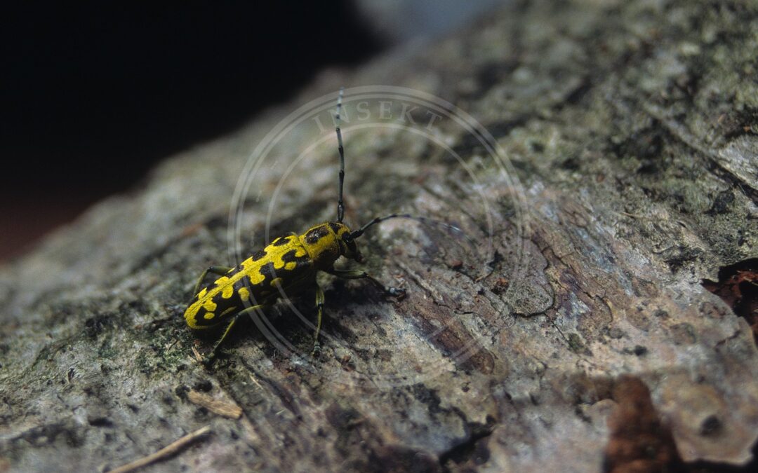 Her ses et billede af arten Stigebuk (Saperda scalaris). Fotoet er taget af Priit Zingel og hentet fra Wikimedia Commons (CC BY-SA 4.0).