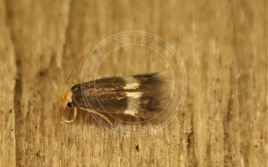 Her ses et billede af arten Stigmella microtheriella. Fotoet er taget af Mike Bowie og hentet fra Wikimedia Commons (CC BY 4.0).