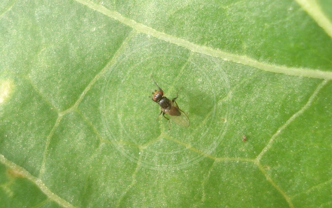 Her ses et billede af arten Stiphrosoma sabulosum. Fotoet er taget af Sanja565658 og hentet fra Wikimedia Commons (CC BY-SA 3.0).