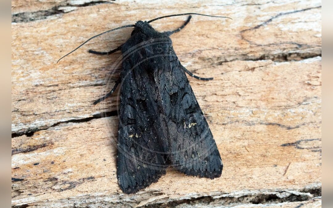 Større Sortugle – Aporophyla nigra
