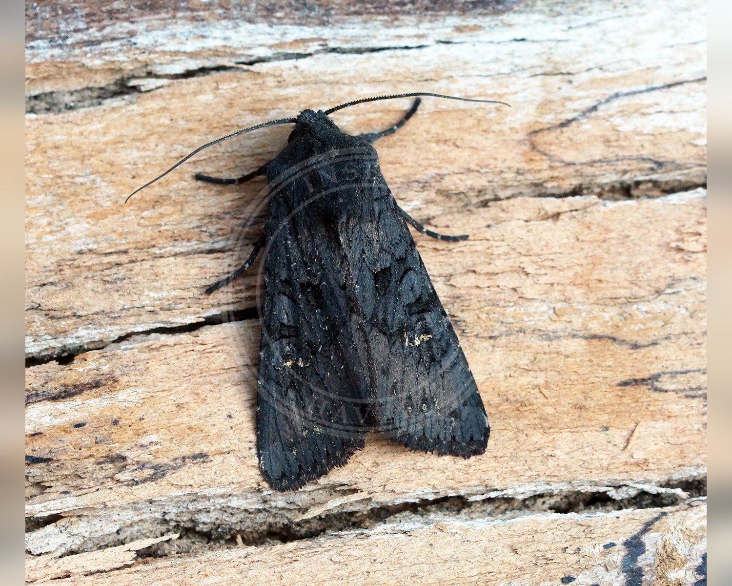 Her ses et billede af arten Større Sortugle (Aporophyla nigra). Fotoet er taget af Ben Sale og hentet fra Wikimedia Commons (CC BY 2.0).
