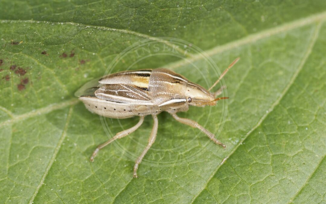 Her ses et billede af arten Stor Bispetæge (Aelia rostrata). Fotoet er taget af Thierry Arbault og hentet fra iNaturalist (CC BY).