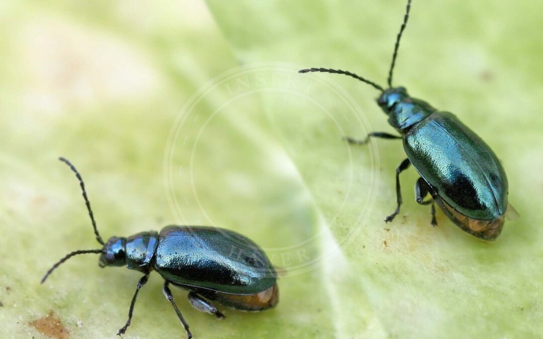 Stor Blå Jordloppe – Altica oleracea