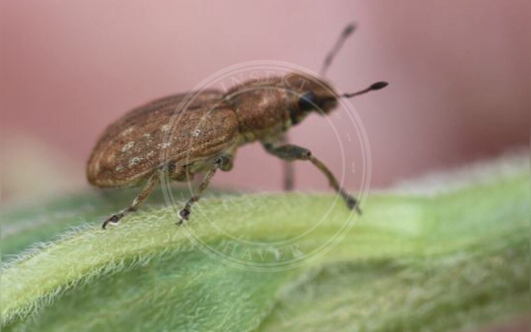 Her ses et billede af arten Stor Bladrandbille (Sitona puncticollis). Fotoet er taget af Slimguy og hentet fra Wikimedia Commons (CC BY 4.0).
