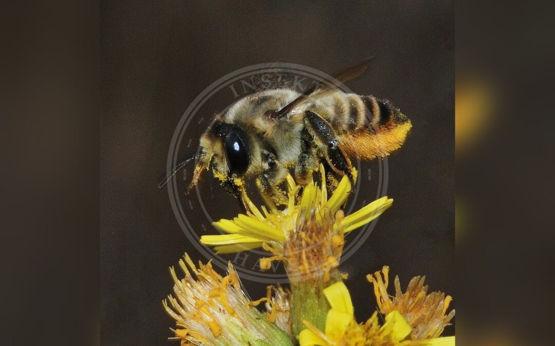 Her ses et billede af arten Stor Bladskærerbi (Megachile lagopoda). Fotoet er taget af Gideon Pisanty (Gidip) גדעון פיזנטי og hentet fra Wikimedia Commons (CC BY 3.0).