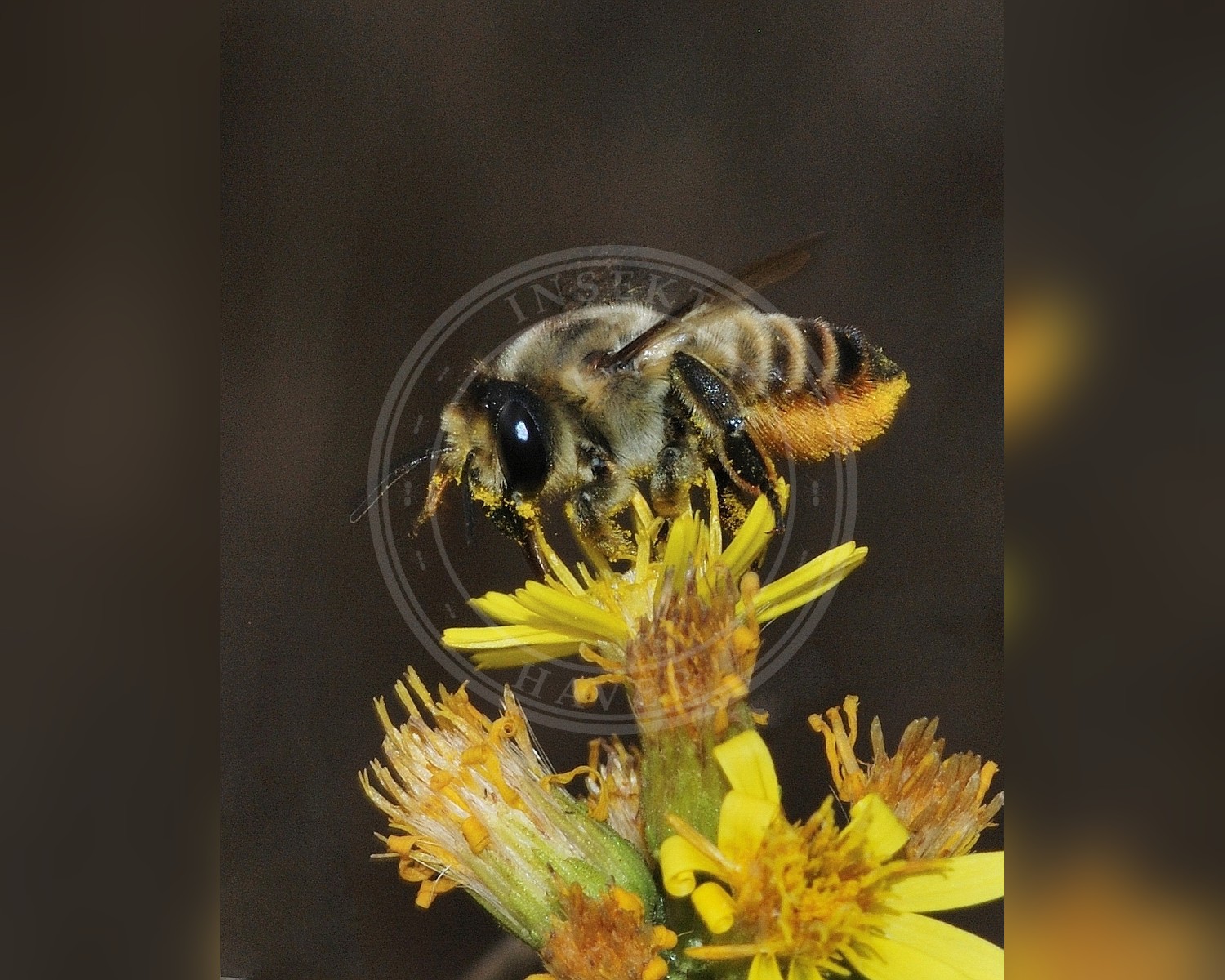 Her ses et billede af arten Stor Bladskærerbi (Megachile lagopoda). Fotoet er taget af Gideon Pisanty (Gidip) גדעון פיזנטי og hentet fra Wikimedia Commons (CC BY 3.0).