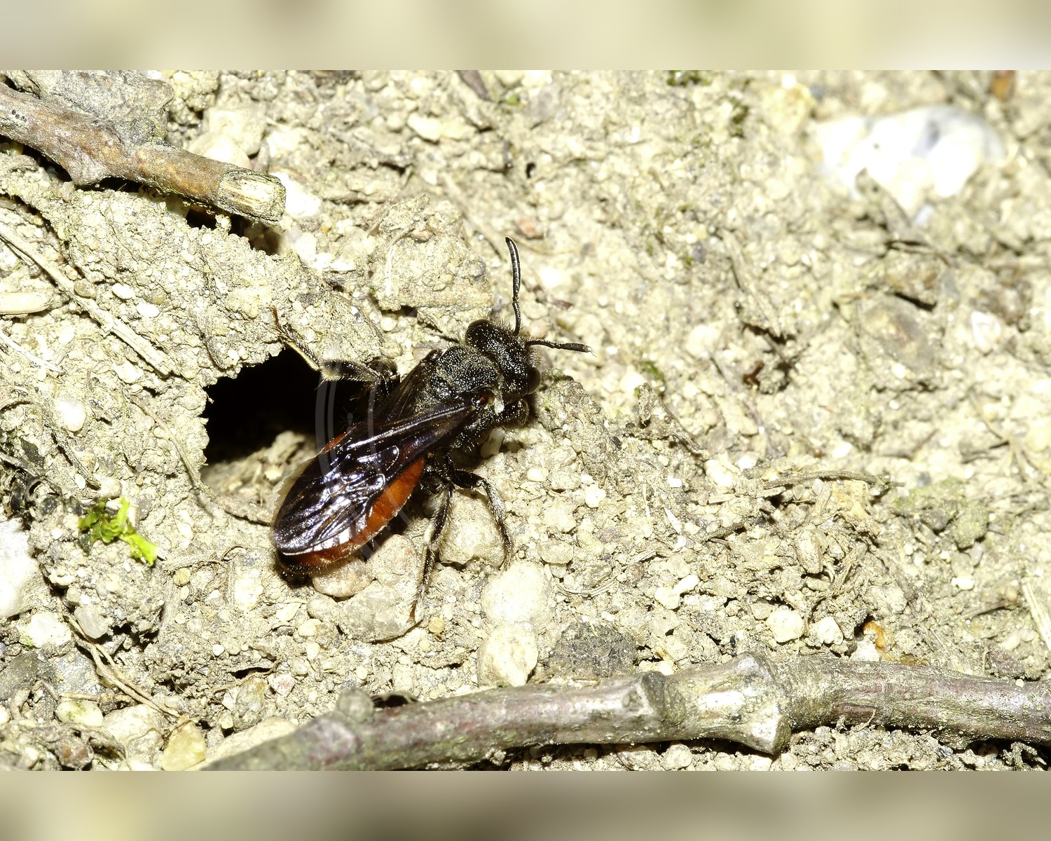 Her ses et billede af arten Stor Blodbi (Sphecodes albilabris). Fotoet er taget af VSchagow og hentet fra Wikimedia Commons (CC BY-SA 4.0).