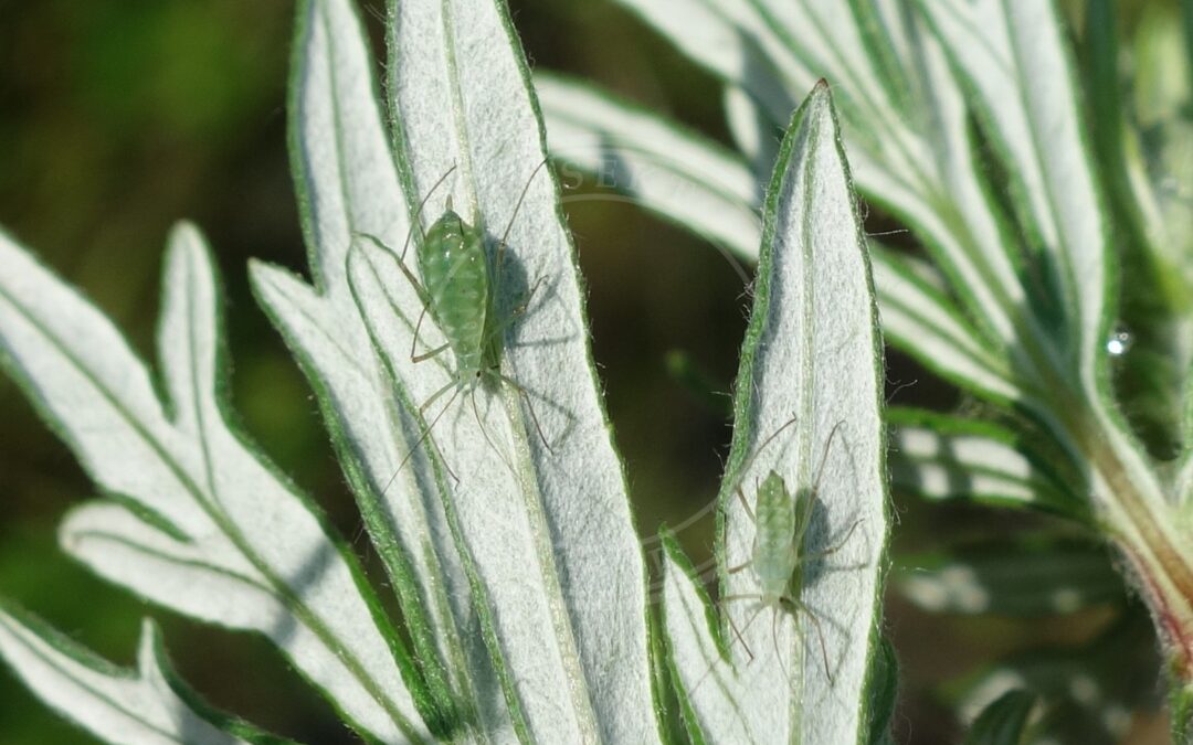 Her ses et billede af arten Stor Bynkebladlus (Macrosiphoniella oblonga). Fotoet er taget af Ole Bjørn Braathen og hentet fra GBIF (CC-BY).