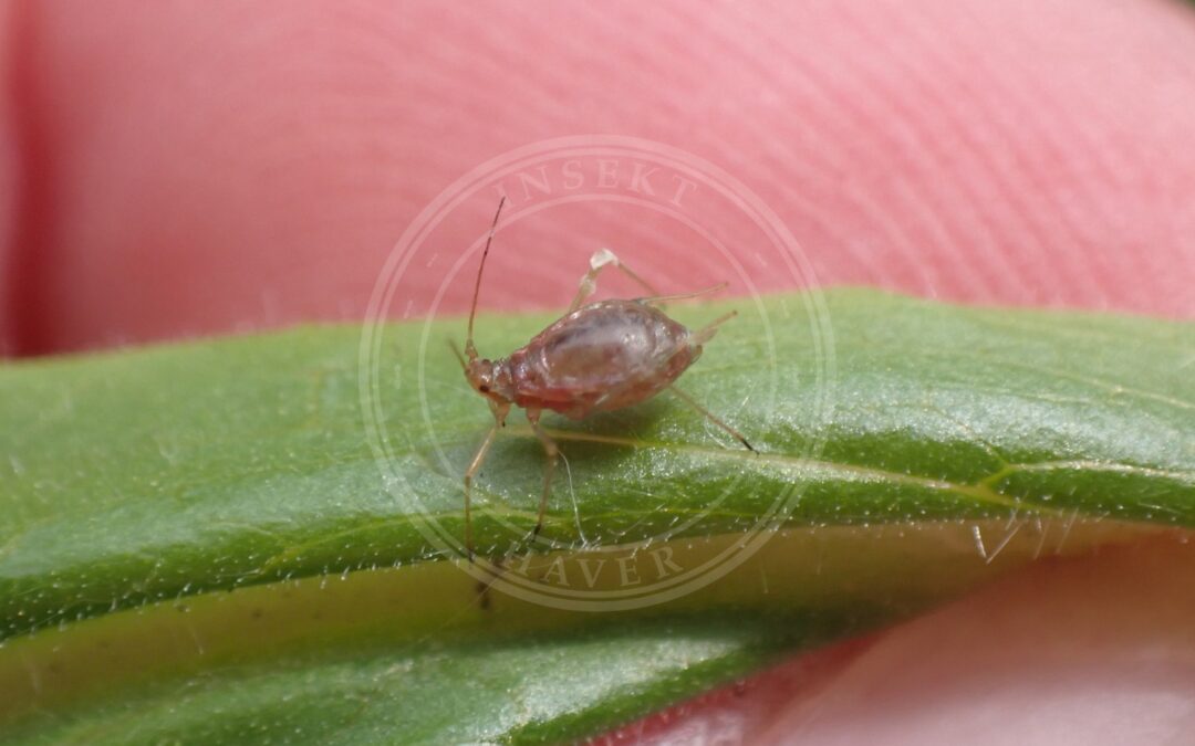 Her ses et billede af arten Stor Dueurtbladlus (Macrosiphum tinctum). Fotoet er taget af Sam Buckton og hentet fra iNaturalist (Public domain).
