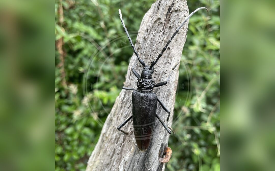 Her ses et billede af arten Stor Egebuk (Cerambyx cerdo). Billedet er hentet fra iNaturalist (CC0).