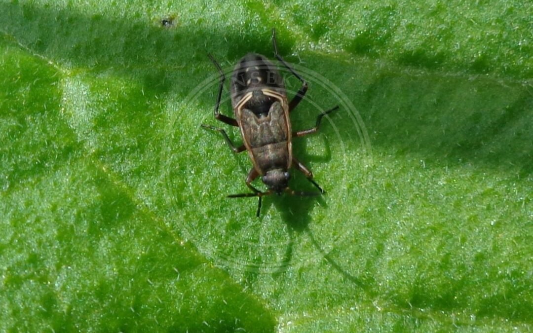 Her ses et billede af arten Stor Frøtæge (Rhyparochromus pini). Fotoet er taget af AfroBrazilian og hentet fra Wikimedia Commons (CC BY-SA 3.0).