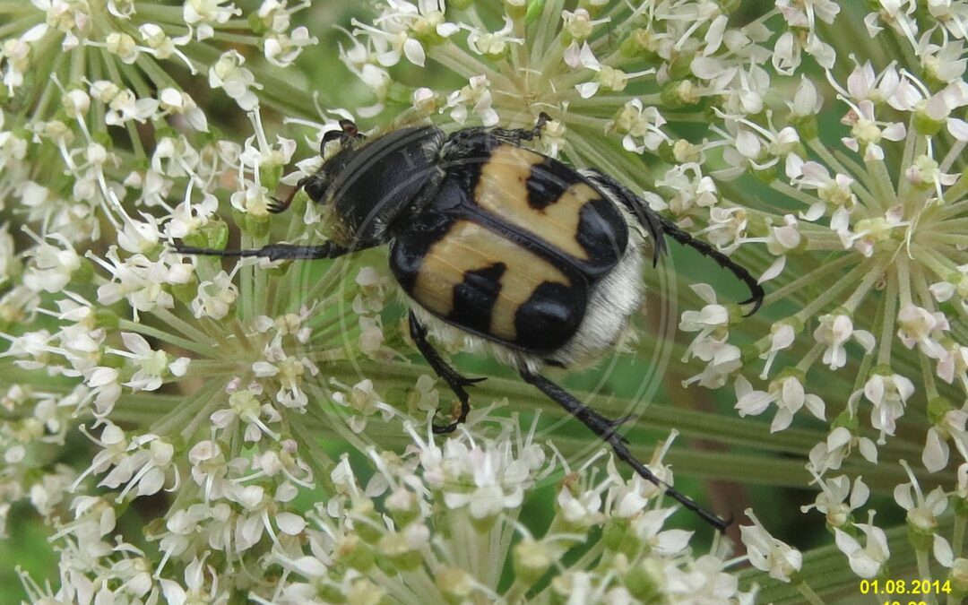 Stor Humlebille – Trichius fasciatus