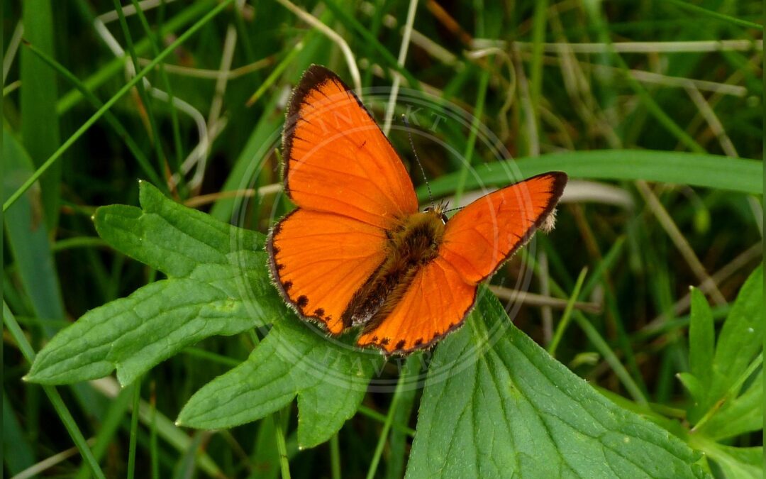Stor Ildfugl – Lycaena dispar