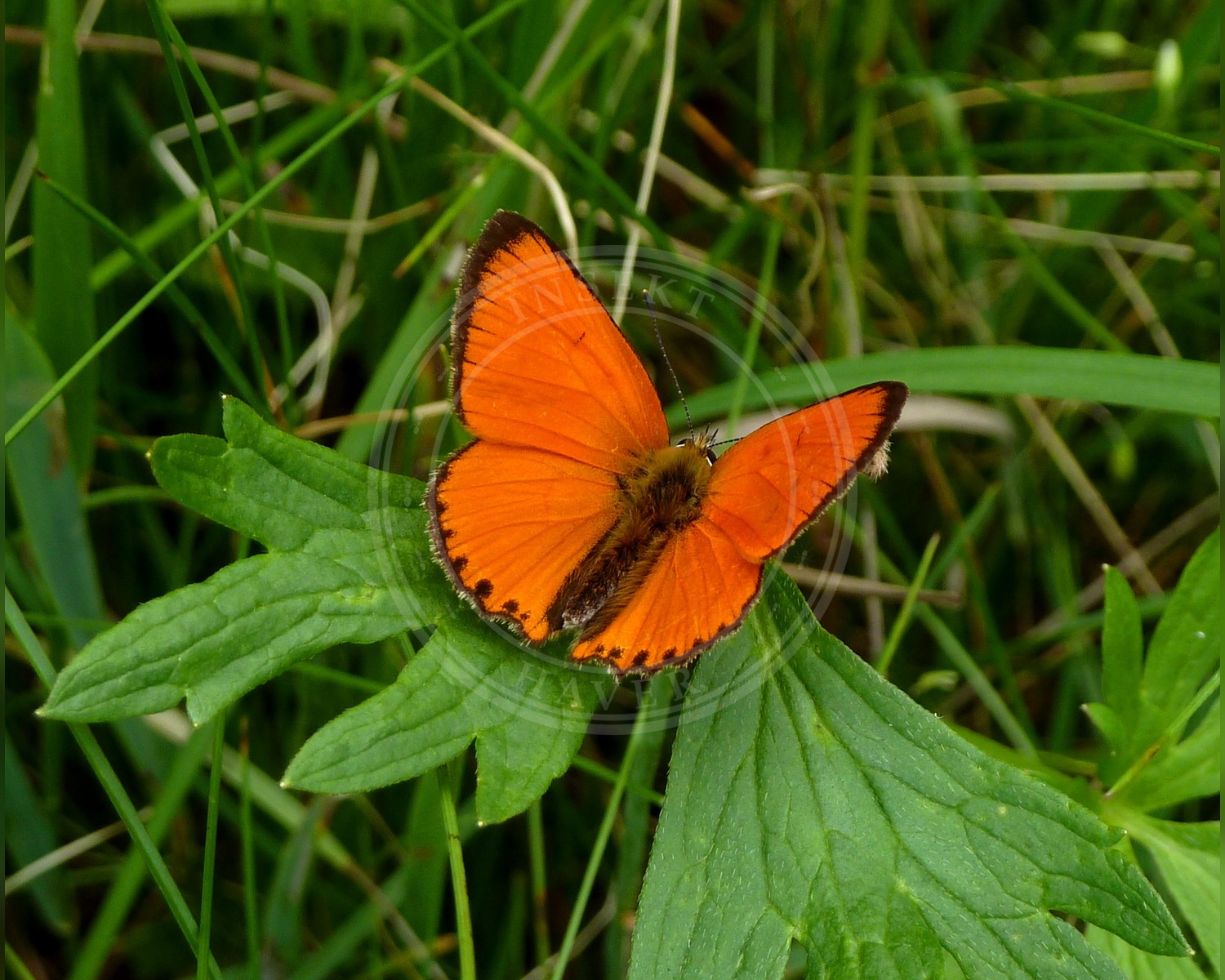 Her ses et billede af arten Stor Ildfugl (Lycaena dispar). Fotoet er taget af Dr. Killer og hentet fra Wikimedia Commons (CC BY-SA 3.0).