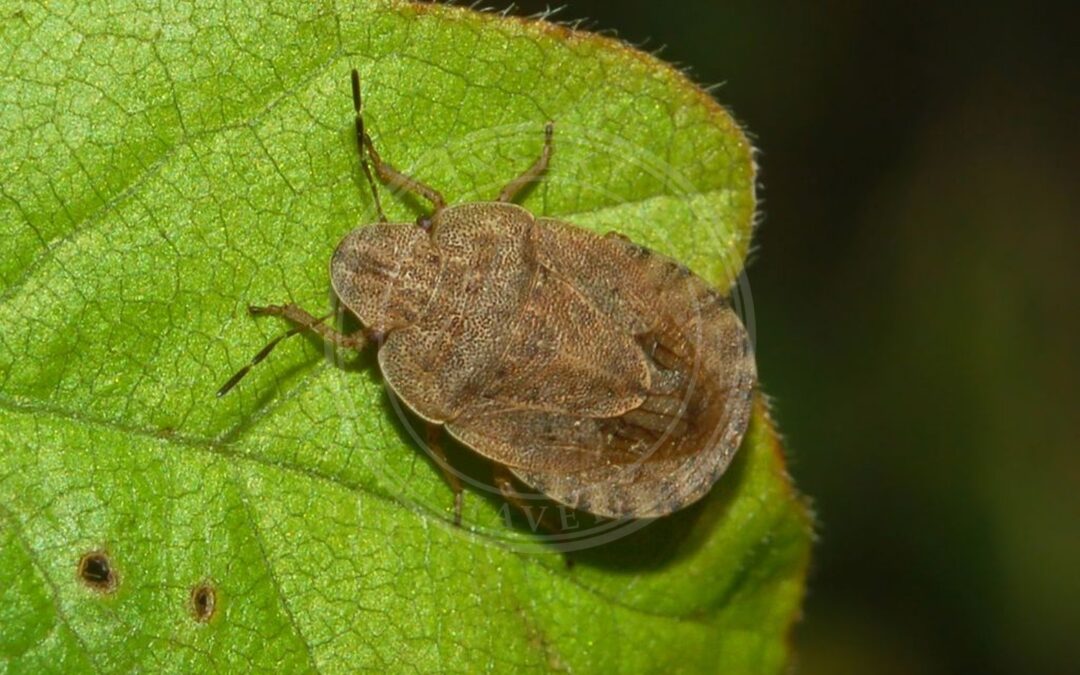 Her ses et billede af arten Stor Kranstæge (Sciocoris homalonotus). Fotoet er taget af Hectonichus og hentet fra Wikimedia Commons (CC BY-SA 3.0).
