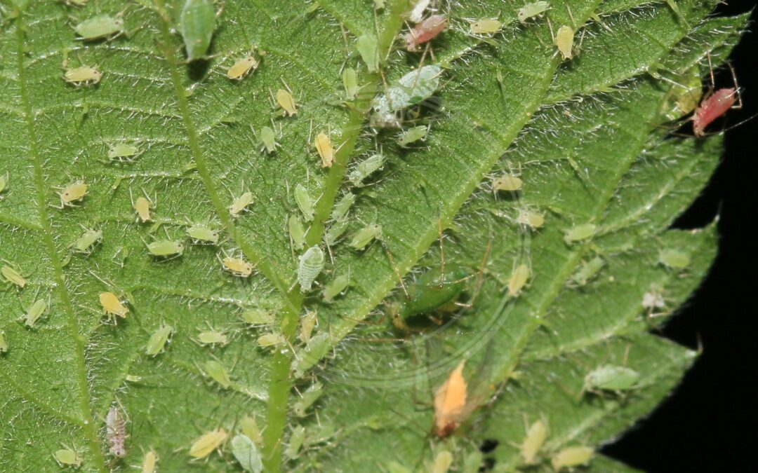 Her ses et billede af arten Stor Nældebladlus (Microlophium carnosum). Fotoet er taget af S. Rae og hentet fra Wikimedia Commons (CC BY 2.0).