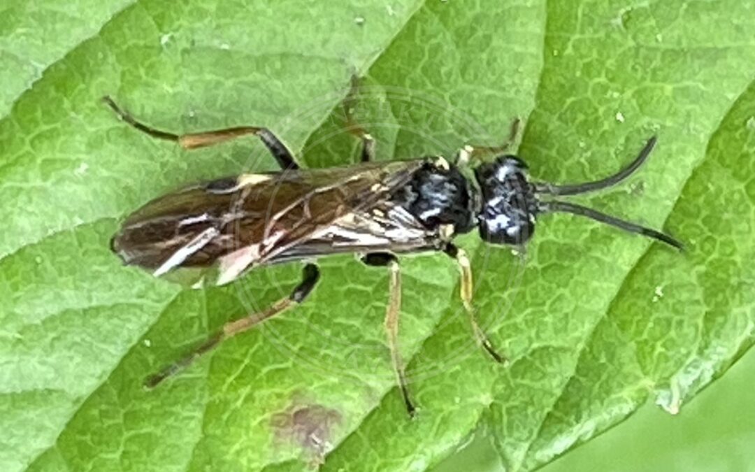 Her ses et billede af arten Stor Rosenbladhveps (Allantus cinctus). Billedet er hentet fra iNaturalist (CC0).