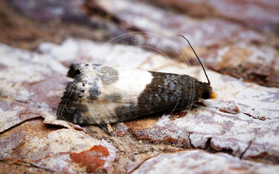 Her ses et billede af arten Stor Rosenvikler (Notocelia cynosbatella). Fotoet er taget af Ben Sale og hentet fra Wikimedia Commons (CC BY 2.0).