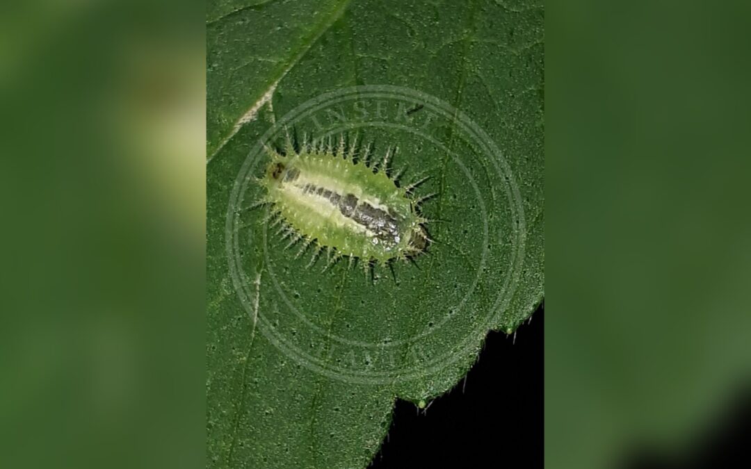 Stor Skjoldbille – Cassida viridis
