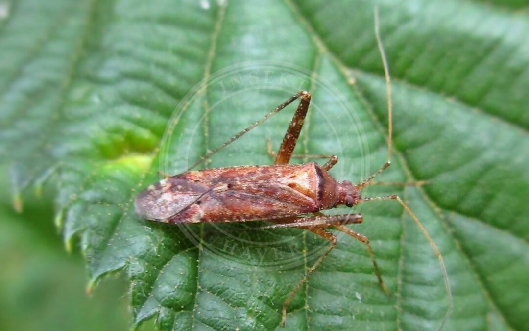 Her ses et billede af arten Stor Skovtæge (Phytocoris ulmi). Fotoet er taget af Bj.schoenmakers og hentet fra Wikimedia Commons (CC0).