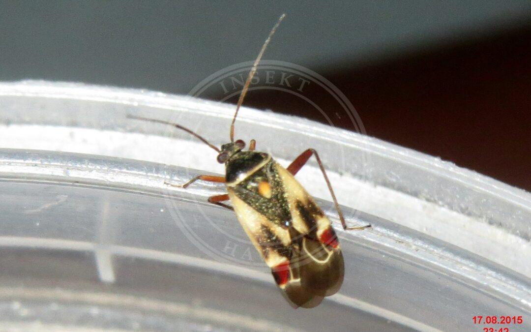 Her ses et billede af arten Stor Snerretæge (Polymerus unifasciatus). Fotoet er taget af David Short og hentet fra Wikimedia Commons (CC BY 2.0).