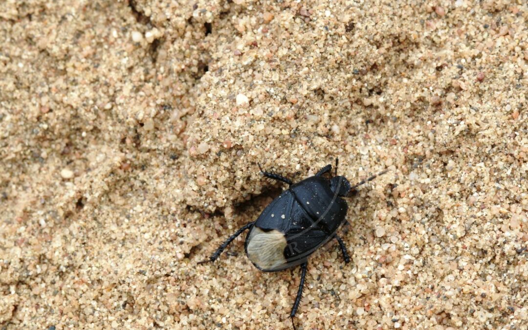 Her ses et billede af arten Stor Tornben (Sehirus morio). Fotoet er taget af Michael Linnenbach og hentet fra Wikimedia Commons (CC BY-SA 4.0).