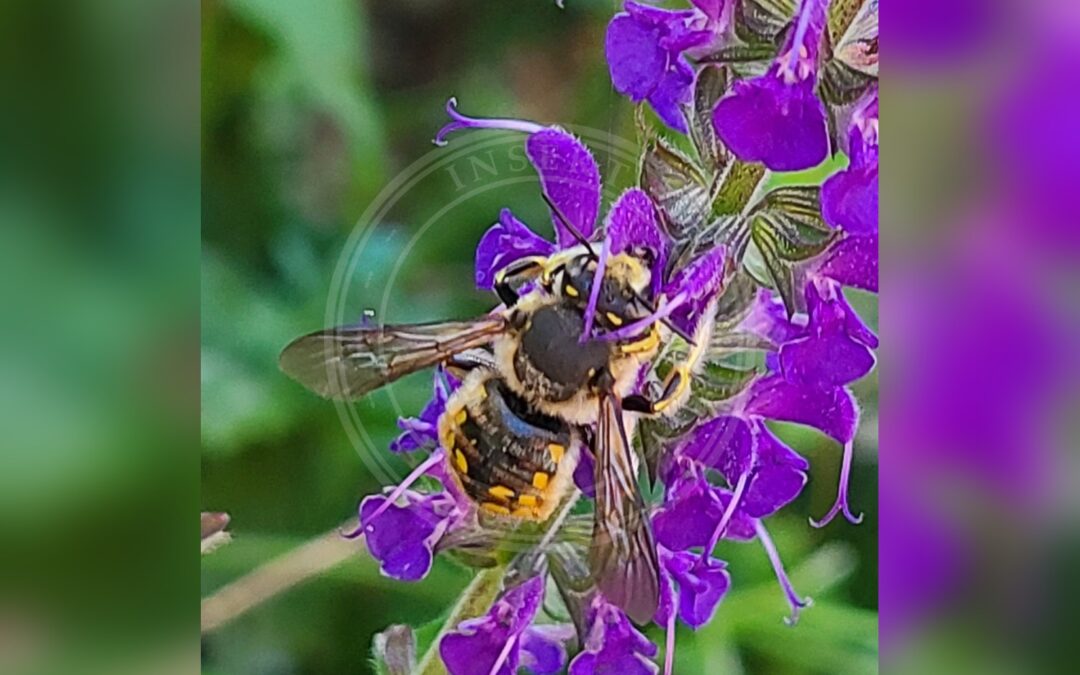 Her ses et billede af arten Stor Uldbi (Anthidium manicatum). Billedet er hentet fra iNaturalist (CC0).