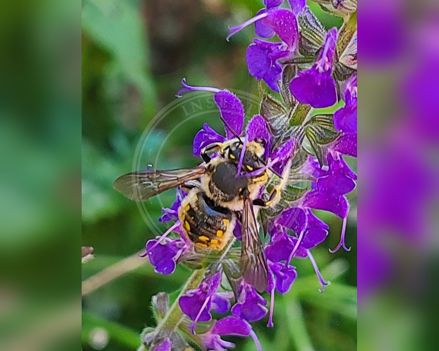 Her ses et billede af arten Stor Uldbi (Anthidium manicatum). Billedet er hentet fra iNaturalist (CC0).