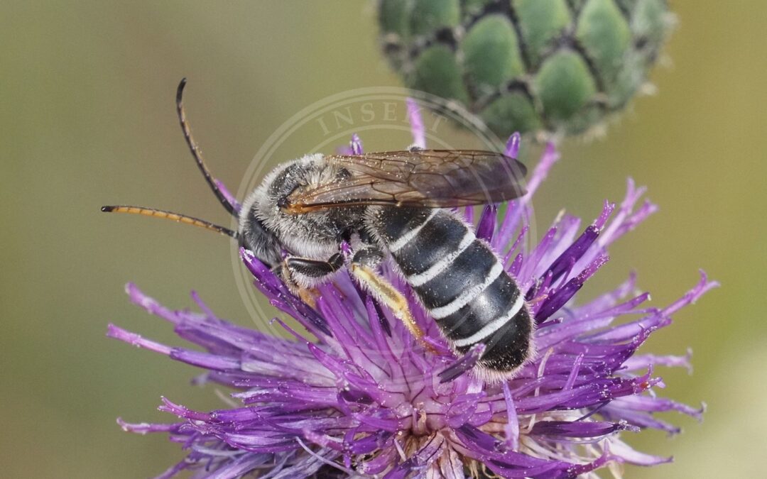Her ses et billede af arten Stor Vejbi (Halictus quadricinctus). Fotoet er taget af Michael Knapp og hentet fra Wikimedia Commons (CC BY 4.0).