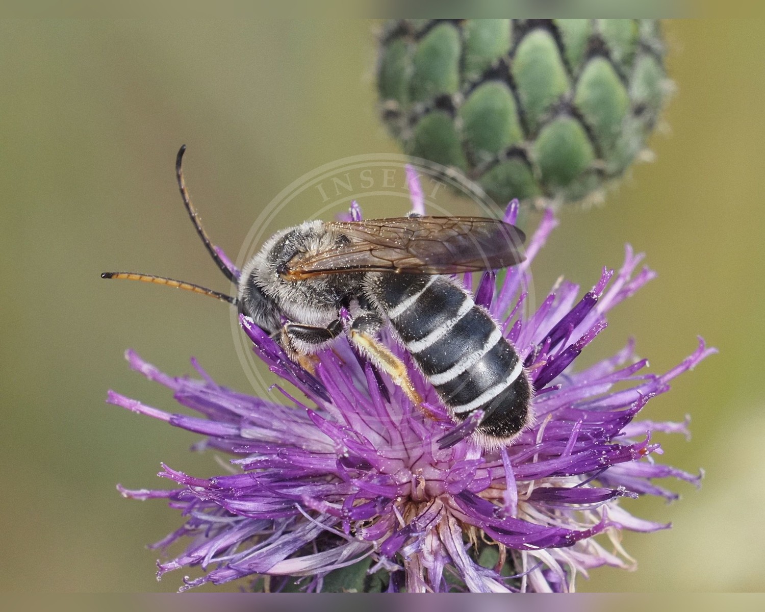 Her ses et billede af arten Stor Vejbi (Halictus quadricinctus). Fotoet er taget af Michael Knapp og hentet fra Wikimedia Commons (CC BY 4.0).