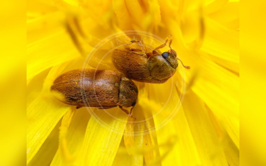 Her ses et billede af arten Storøjet Hindbærbille (Byturus ochraceus). Fotoet er taget af Lukas Large og hentet fra Wikimedia Commons (CC BY-SA 2.0).