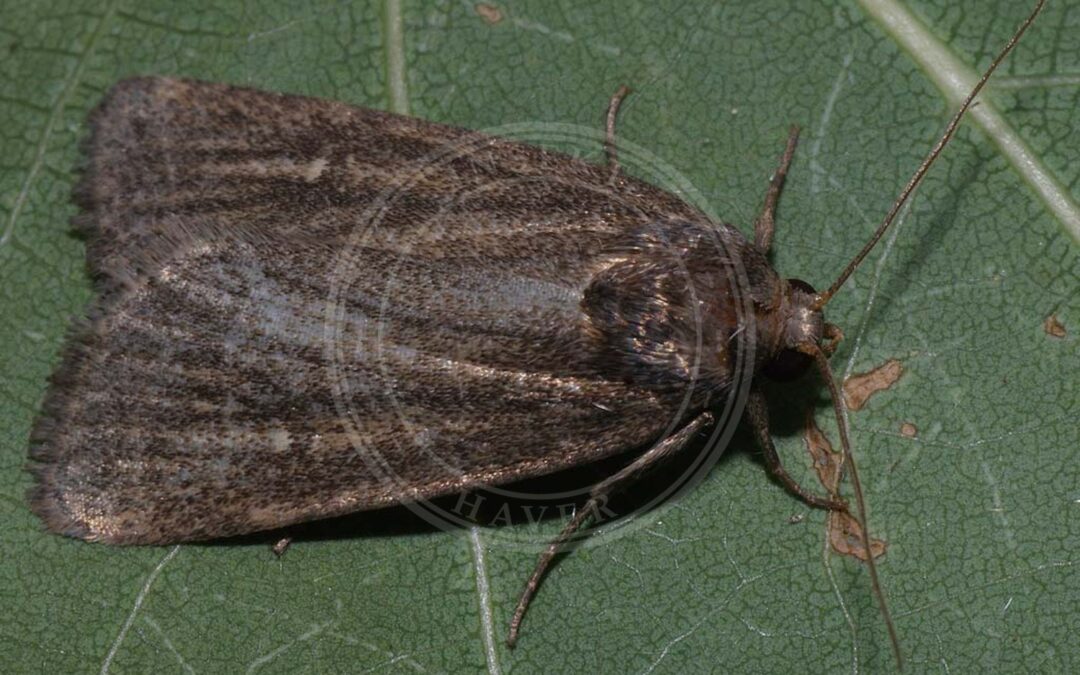 Her ses et billede af arten Strandært-Ugle (Athetis lepigone). Fotoet er taget af Ilia Ustyantsev og hentet fra Wikimedia Commons (CC BY-SA 2.0).