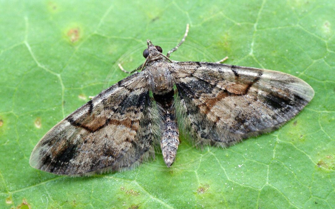 Her ses et billede af arten Strandmældedværgmåler (Eupithecia sinuosaria). Fotoet er taget af Ilia Ustyantsev og hentet fra Wikimedia Commons (CC BY-SA 2.0).